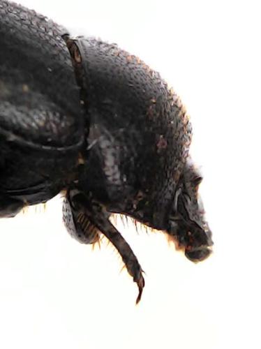 Réf. 324 767 : Onthophagus sp.